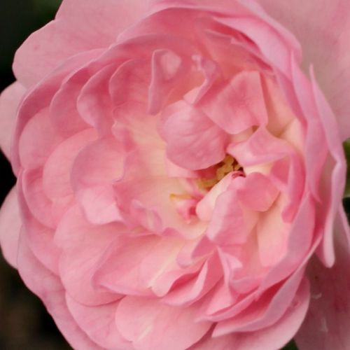 Růže eshop - Rosa  The Fairy - bez vůni - Stromková růže s drobnými květy - růžová - Bentall, Ann - stromková růže s převislou korunou - -